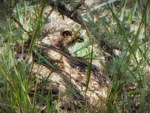 BLM Sage-grouse Plans | Bureau Of Land Management